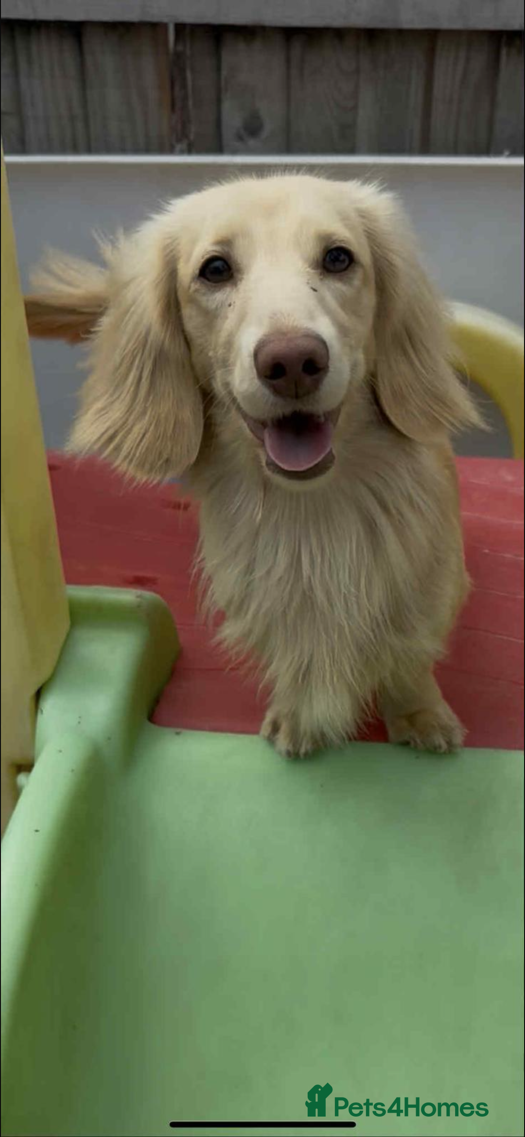 Miniature Dachshund dogs for stud: incredible cream stud boy  - Advert 1