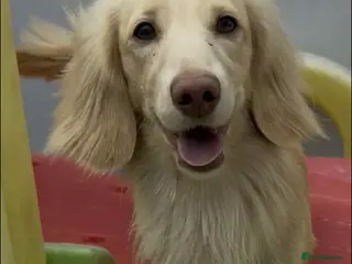 Miniature Dachshund dogs incredible cream stud boy - Advert 24