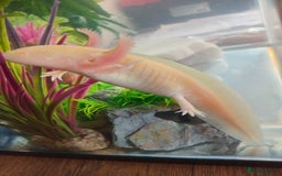Axolotl reptiles for sale: Golden albino axolotl - Image 3