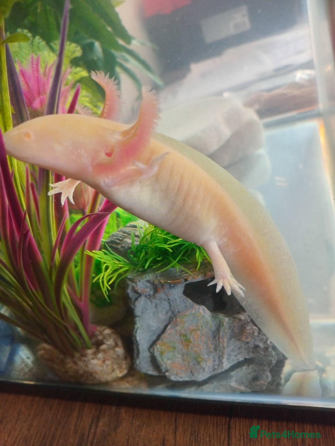 Axolotl reptiles for sale: Golden albino axolotl - Image 3