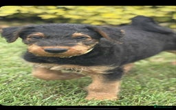 Airedale Terrier dogs for sale: Just 2 KC Registered Airedale Boys Available  in Kettering - Image 11