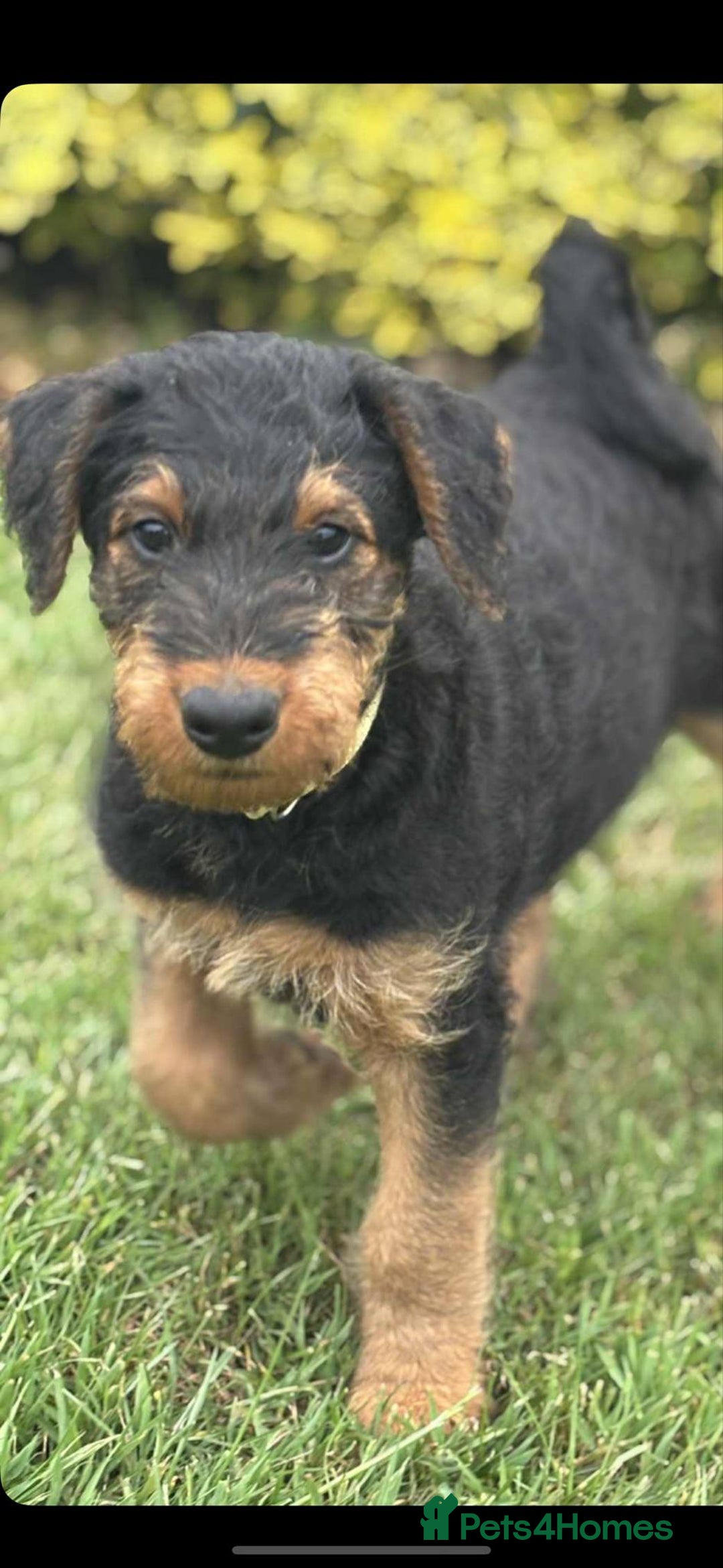 Airedale Terrier dogs for sale: Just 2 KC Registered Airedale Boys Available  in Kettering - Image 11