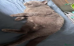 British Shorthair cats for sale: GCCF Active British shorthair blue queen for sale - Image 6
