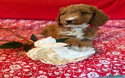 Labradoodle dogs for sale: Labradoodles  - Image 5