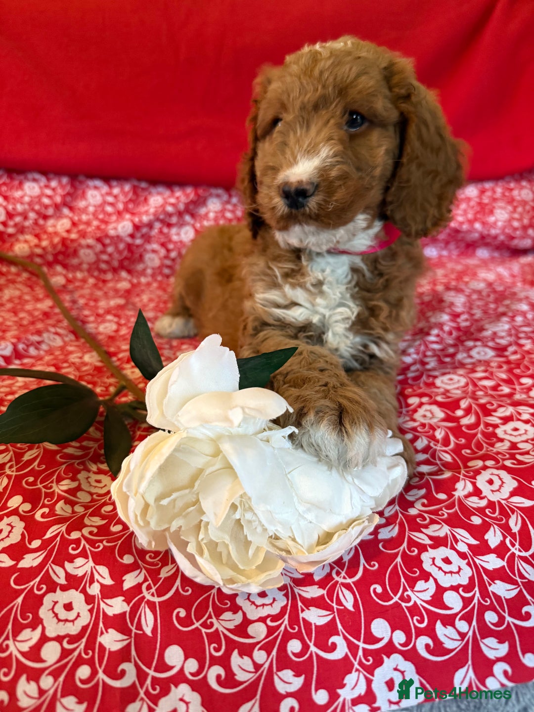 Labradoodle dogs for sale: Labradoodles  - Image 5