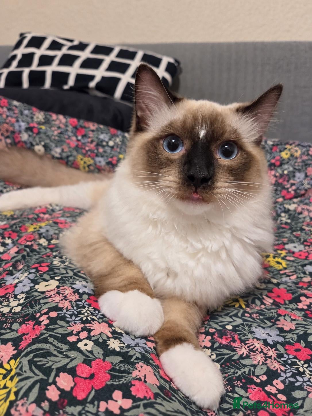 Ragdoll cats Last Chunky boy - Advert 14