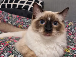 Ragdoll cats Last Chunky boy - Advert 14