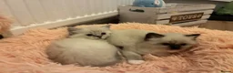 Ragdoll cats for sale: Gccf registered ragdolls - Advert 7