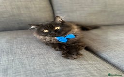 Persian cats for sale: Black Persian Gorgeous Boy  - Image 2