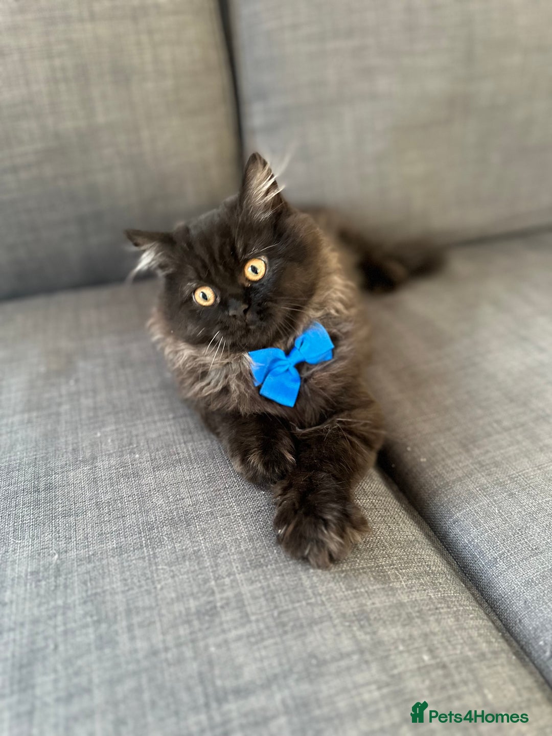 Persian cats for sale: Black Persian Gorgeous Boy  - Image 2