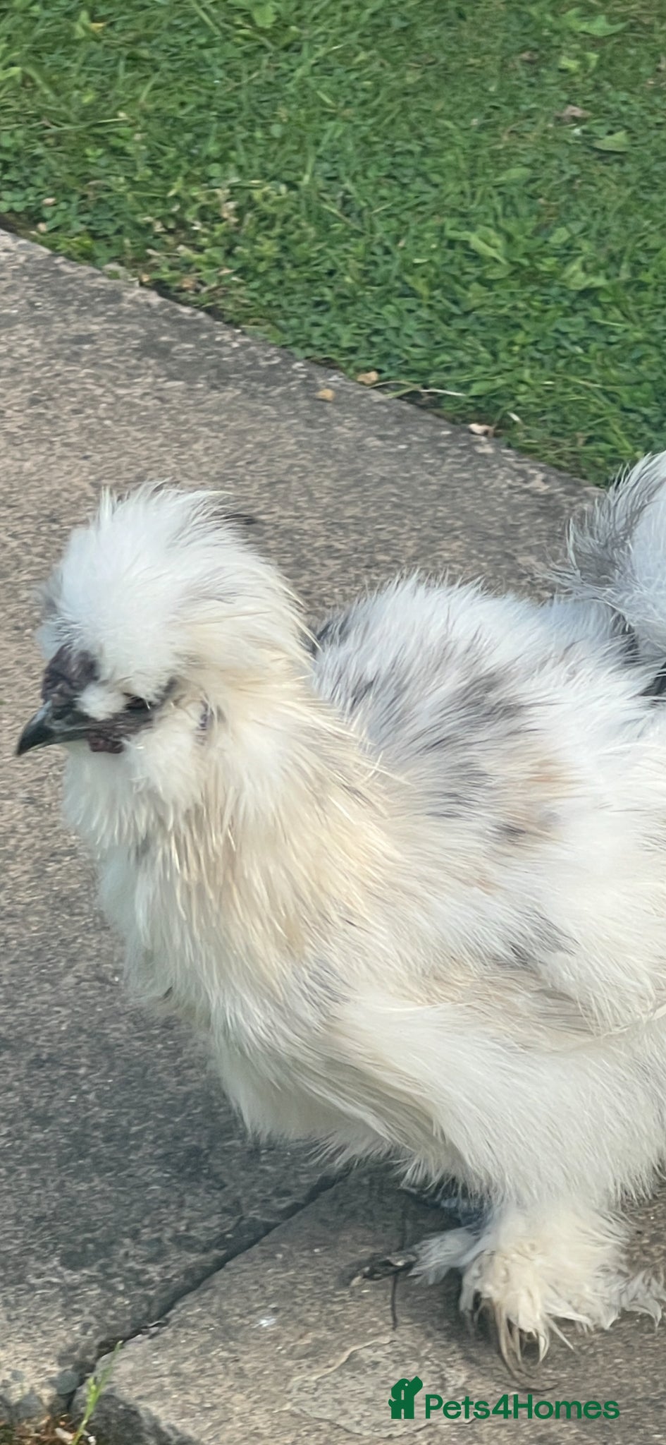 Chickens poultry for sale: Silkie in Ilkeston - Advert 3