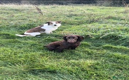 Cocker Spaniel dogs for sale: Cocker Spaniel Puppies looking for the best homes - Image 13