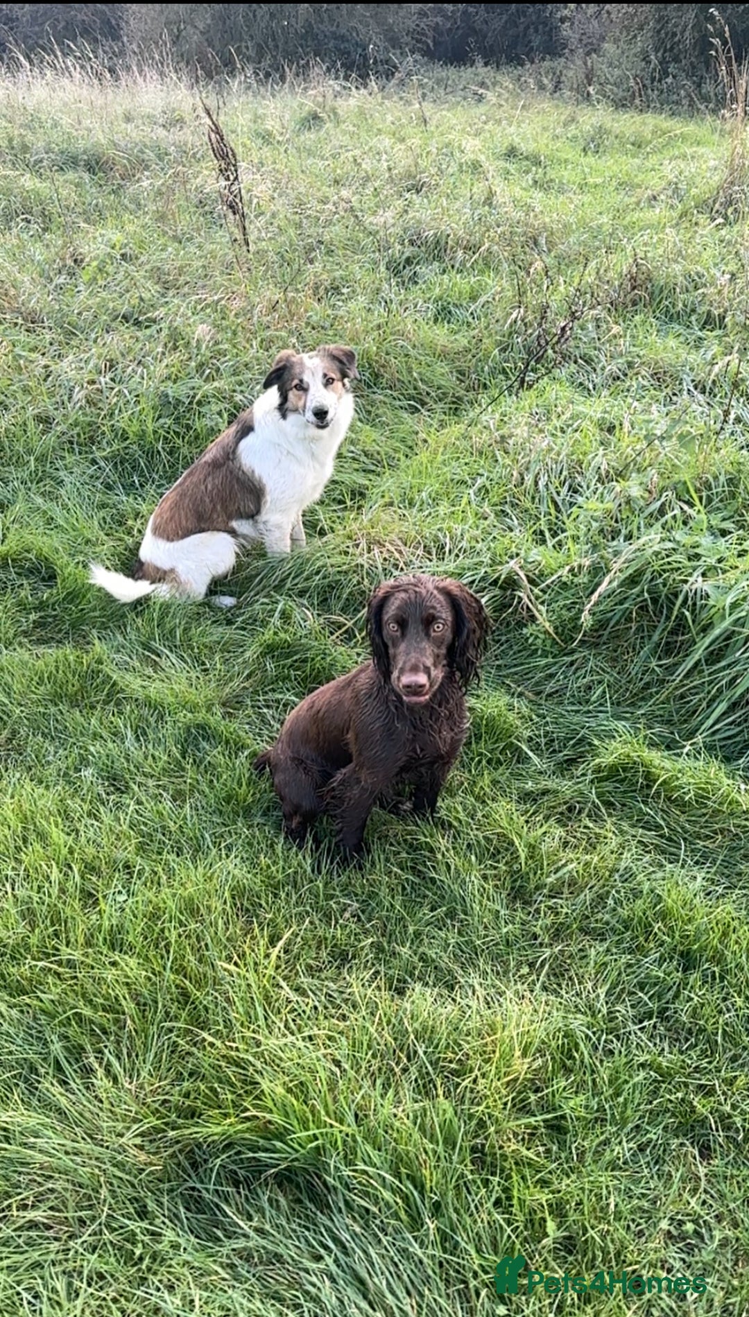 Cocker Spaniel dogs for sale: Cocker Spaniel Puppies looking for the best homes - Image 13
