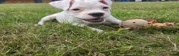 Boxer dogs for sale: READY NOW! Quality White KC Reg Boxer Puppies - Advert 7