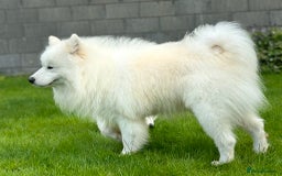 Samoyed dogs for sale: KC reg. Samoyed puppies with champ bloodline  - Advert 3