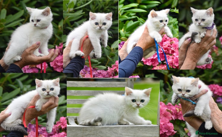 British Shorthair cats - Advert 1