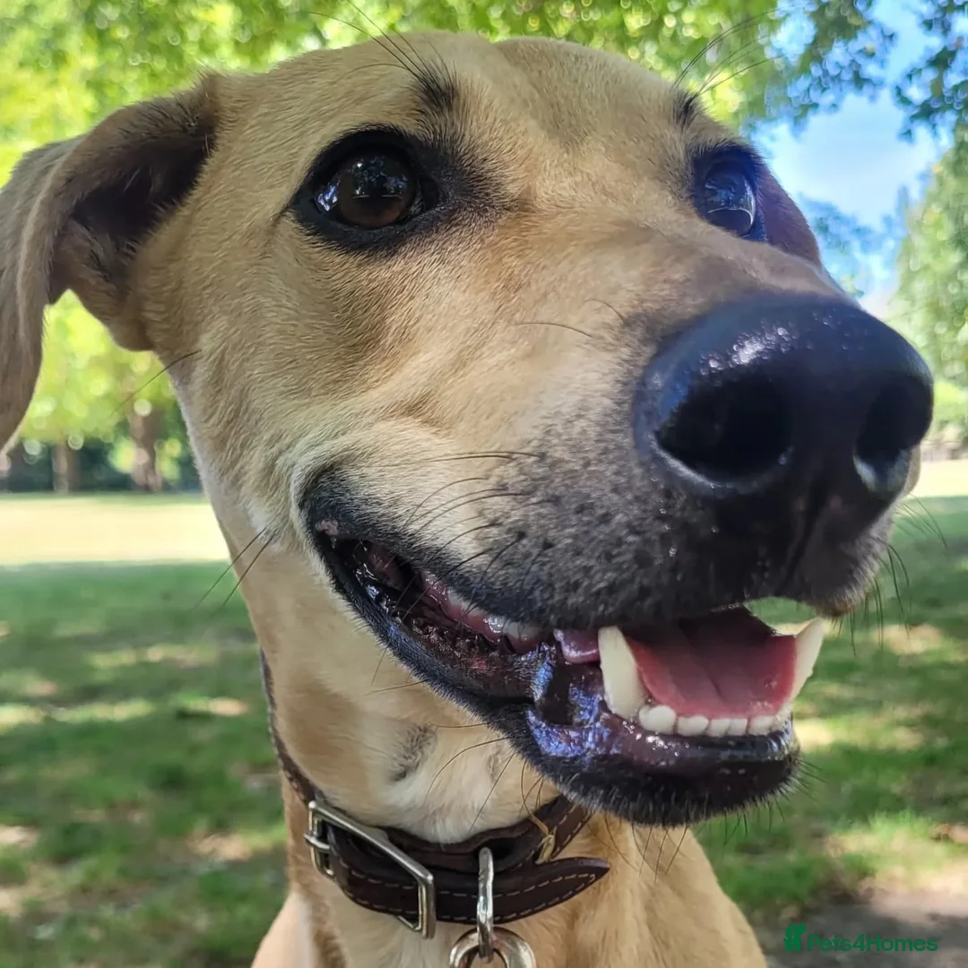 Mixed Breed dogs for adoption: Prince (sighthound mix) in London - Advert 1
