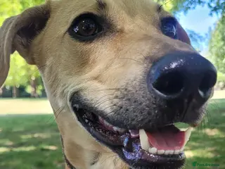 Mixed Breed dogs Prince (sighthound mix) - Advert 6