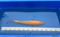Koi Carp fish for sale: Pond Clearance - Image 9