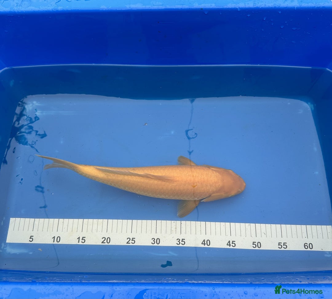 Koi Carp fish for sale: Pond Clearance - Image 9