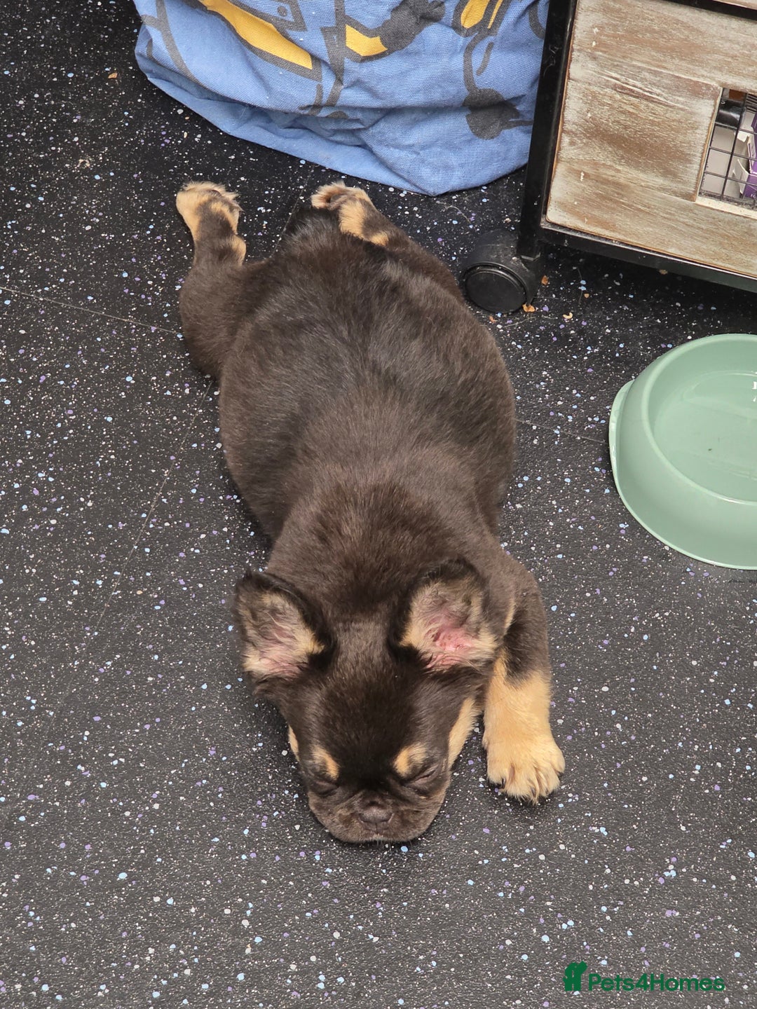 French Bulldog dogs for sale: Fluffy french bulldog for sale  - Advert 3