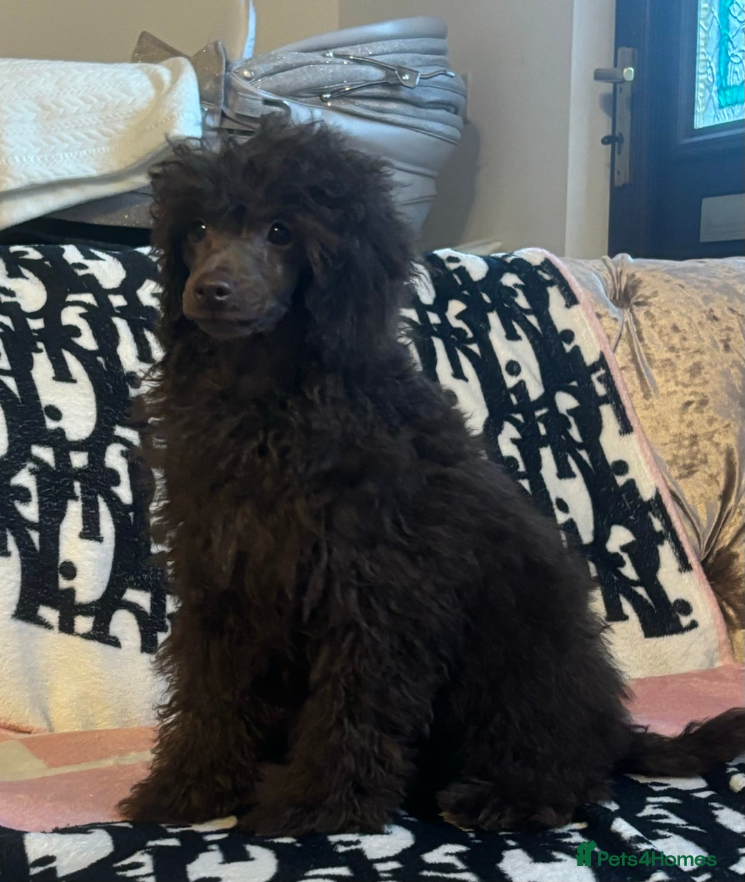 Miniature Poodle dogs for sale: Stunning miniature poodle - Image 2