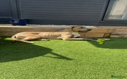 Mixed Breed dogs for sale: Narla - Image 1