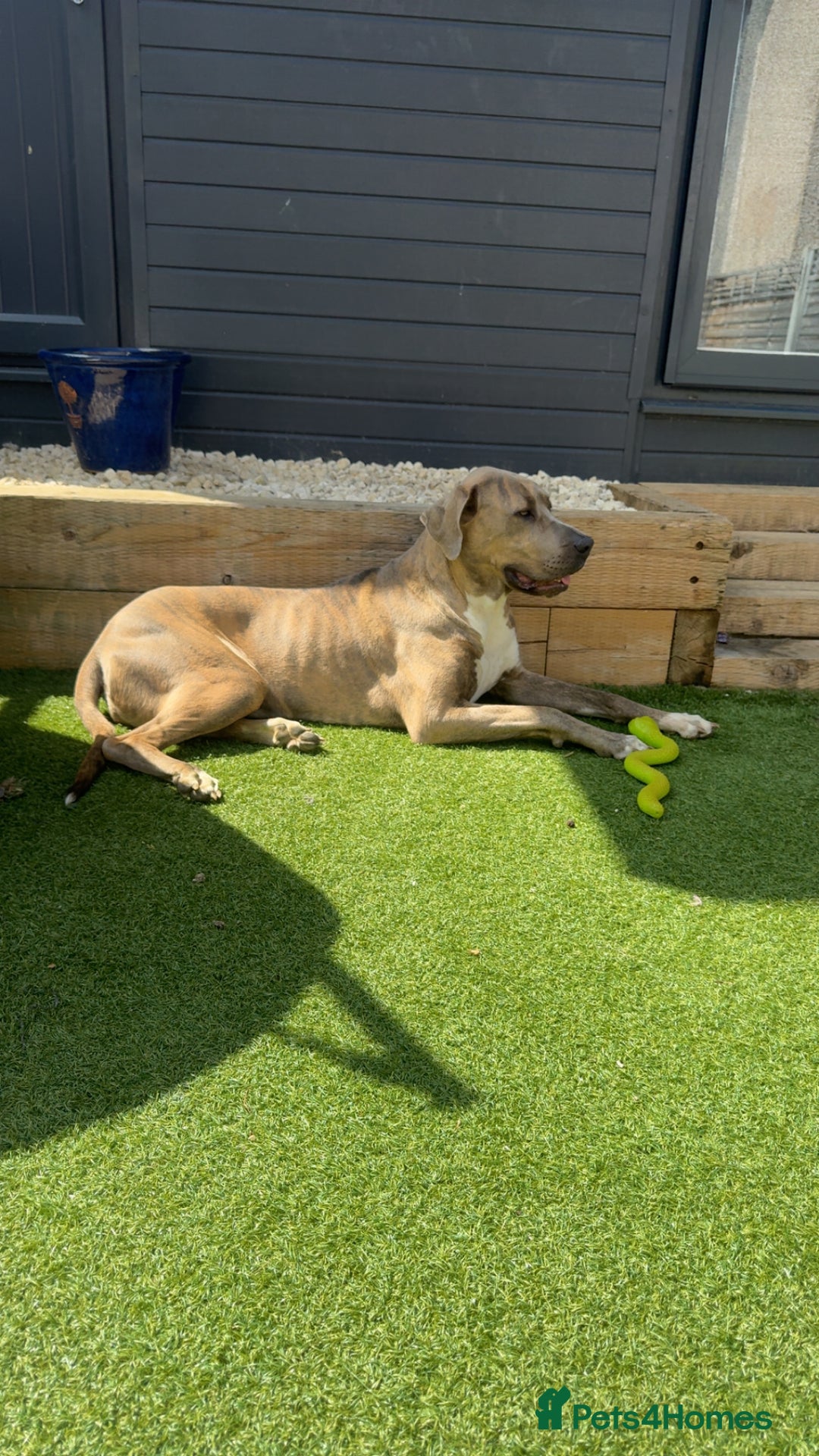Mixed Breed dogs for sale: Narla - Image 1
