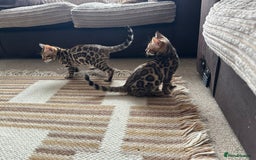 Bengal cats for sale: TICA registered bengal kittens!🐱 - Image 39