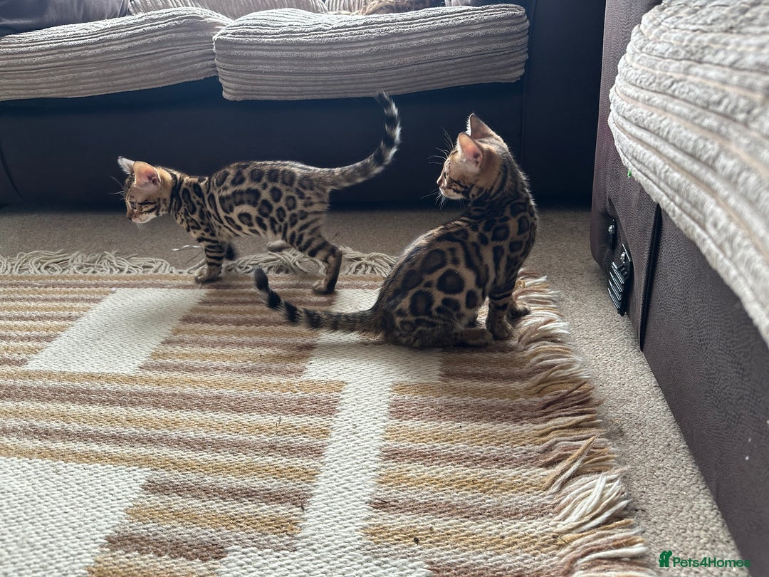 Bengal cats for sale: TICA registered bengal kittens!🐱 - Image 39