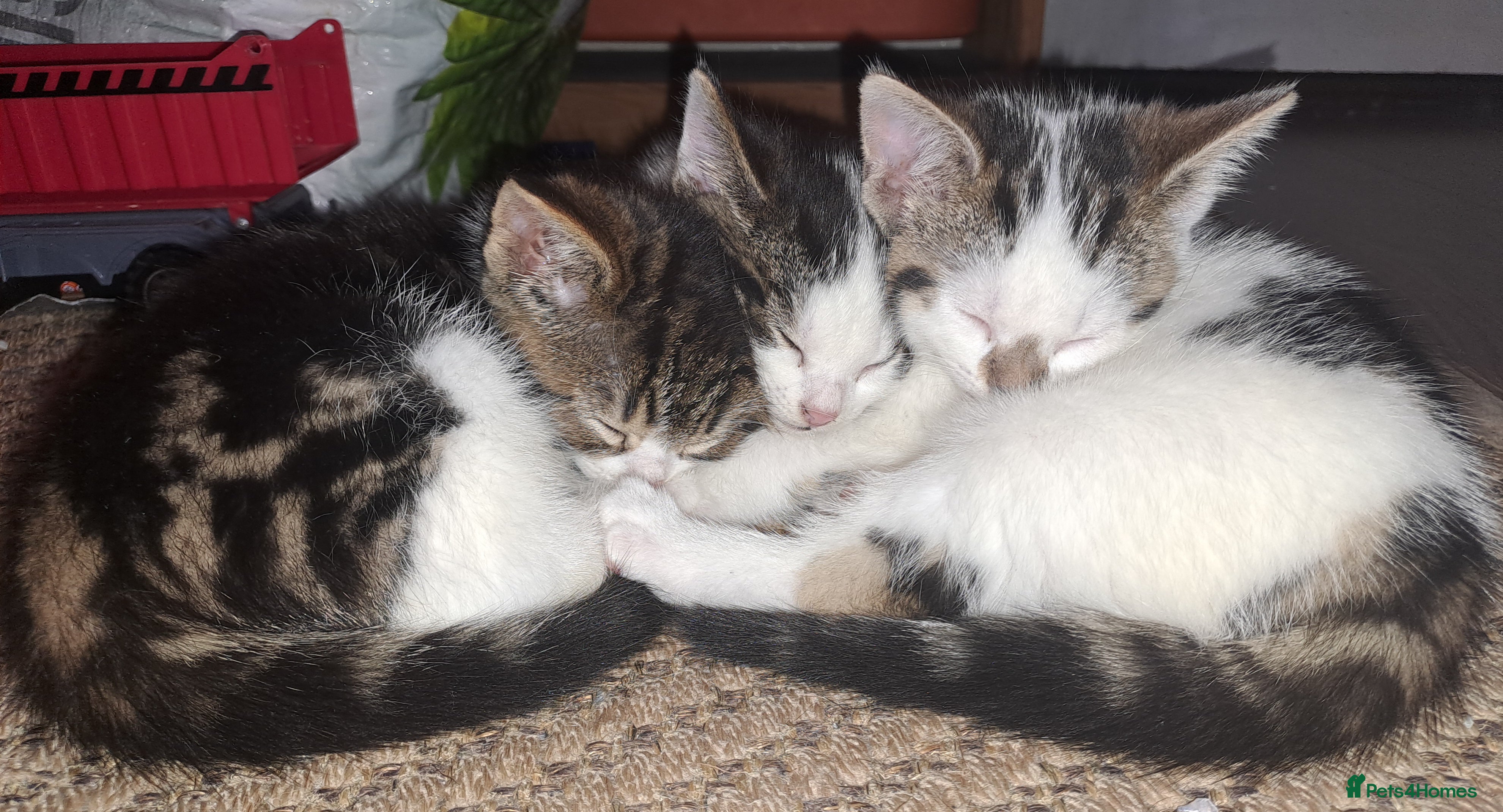 Domestic Shorthair cats 3 gorgeous kittens for sale - Advert 1