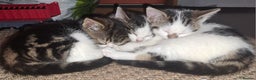 Domestic Shorthair cats for sale: 3 gorgeous kittens for sale - Advert 1