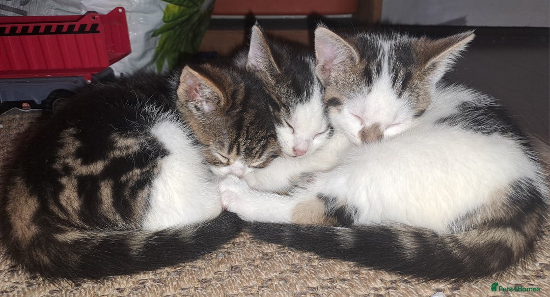Domestic Shorthair cats for sale: 3 gorgeous kittens for sale - Advert 1