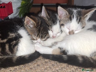 Domestic Shorthair cats 3 gorgeous kittens for sale - Advert 1