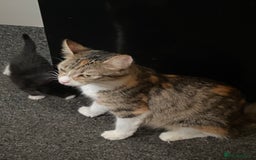 British Shorthair cats for sale: 5 Beautiful Kittens - Image 9