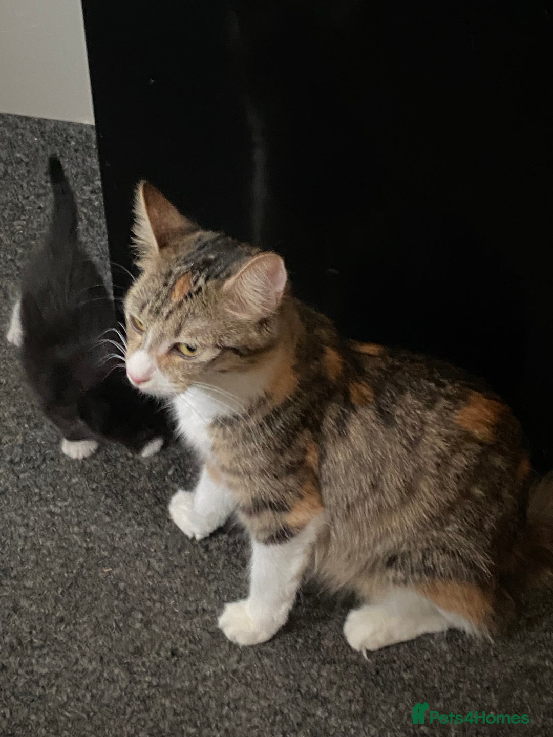 British Shorthair cats for sale: 5 Beautiful Kittens - Image 9