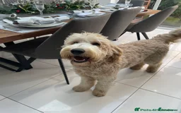 Mixed Breed dogs for sale: 🐾 🧸 *Ready Saturday* Beautiful Doodles 💕🐾 - Image 30