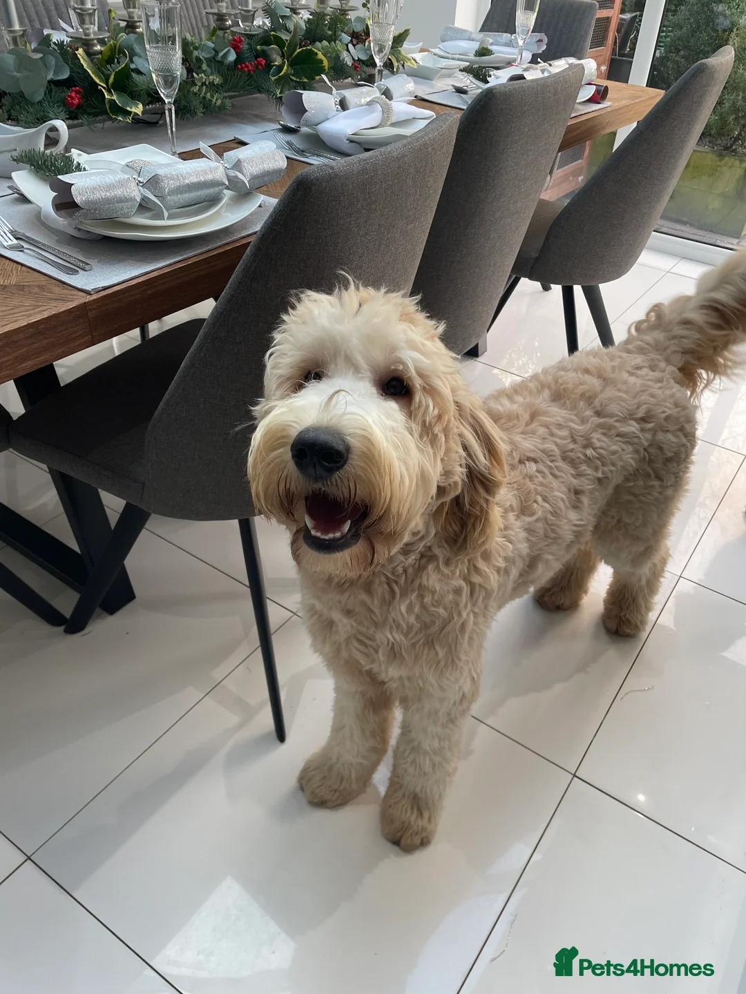 Mixed Breed dogs for sale: 🐾 🧸 *Ready Saturday* Beautiful Doodles 💕🐾 - Image 30
