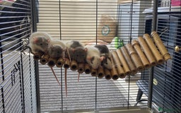 Rat rodents for sale: Baby Fancy/Dumbo and Rex Rats available Hull - Image 1