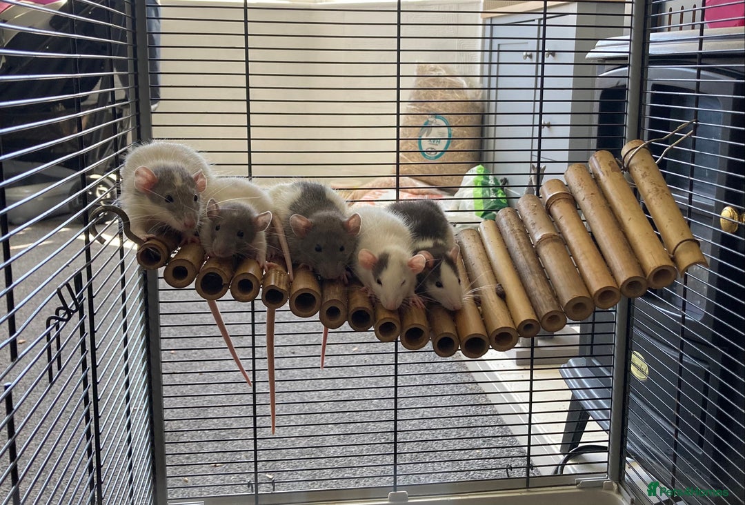 Rat rodents for sale: Baby Fancy/Dumbo and Rex Rats available Hull - Image 1