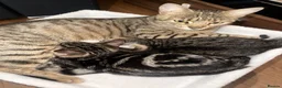 Mixed Breed cats for sale: Gorgeous Bengal Cross Kittens 🐾 - Advert 1