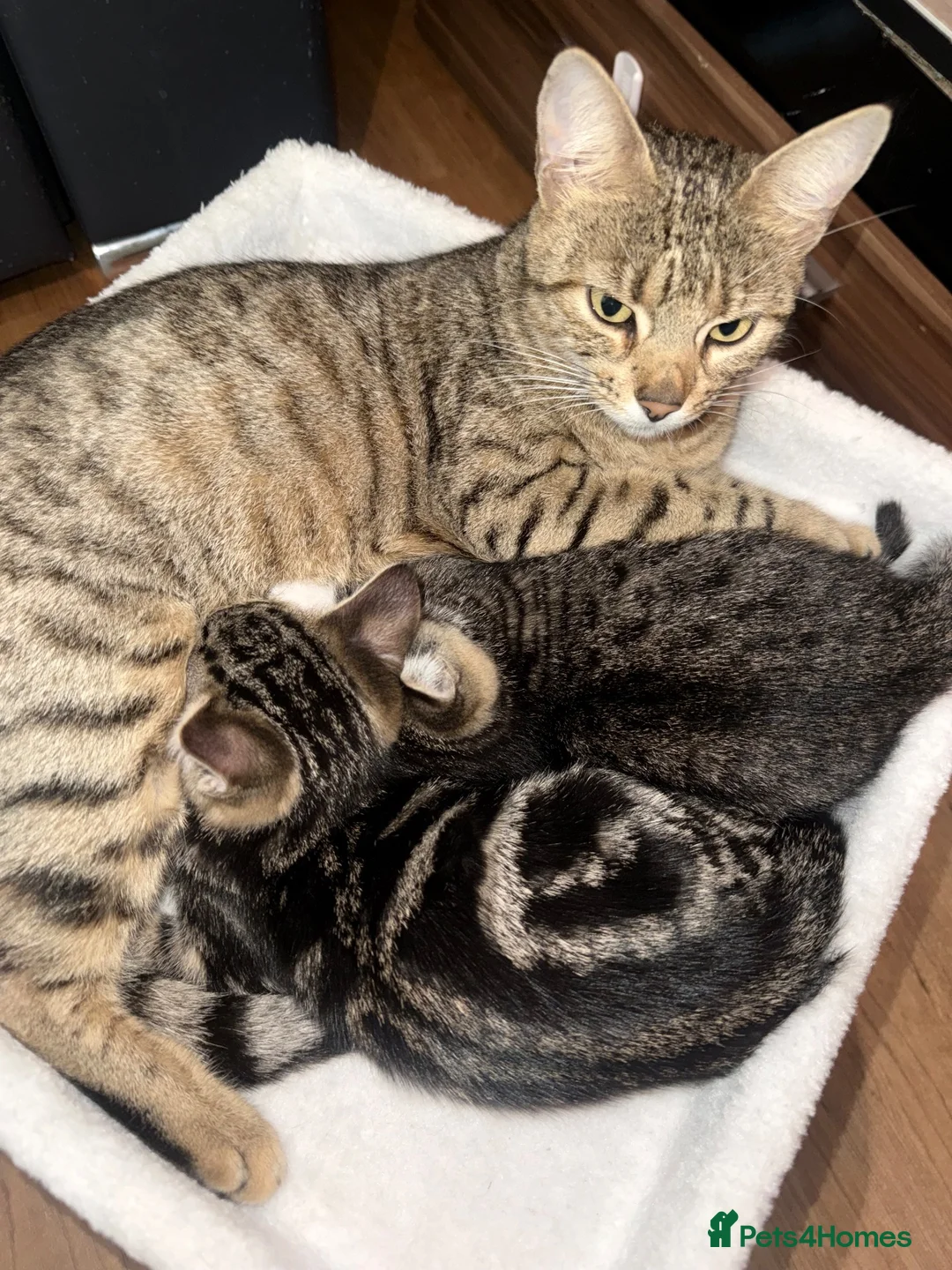 Mixed Breed cats for sale: Gorgeous Bengal Cross Kittens 🐾 - Advert 1