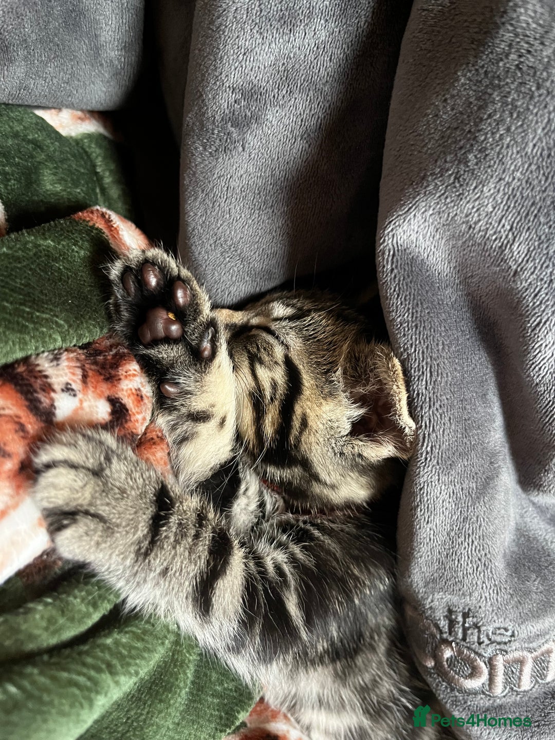 Domestic Shorthair cats for sale: Tabby and Black & white Kitten Ready to go!  - Image 7