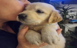 Golden Retriever dogs for sale: KC Reg Golden Retriever Puppies – Champion Lines  - Image 17
