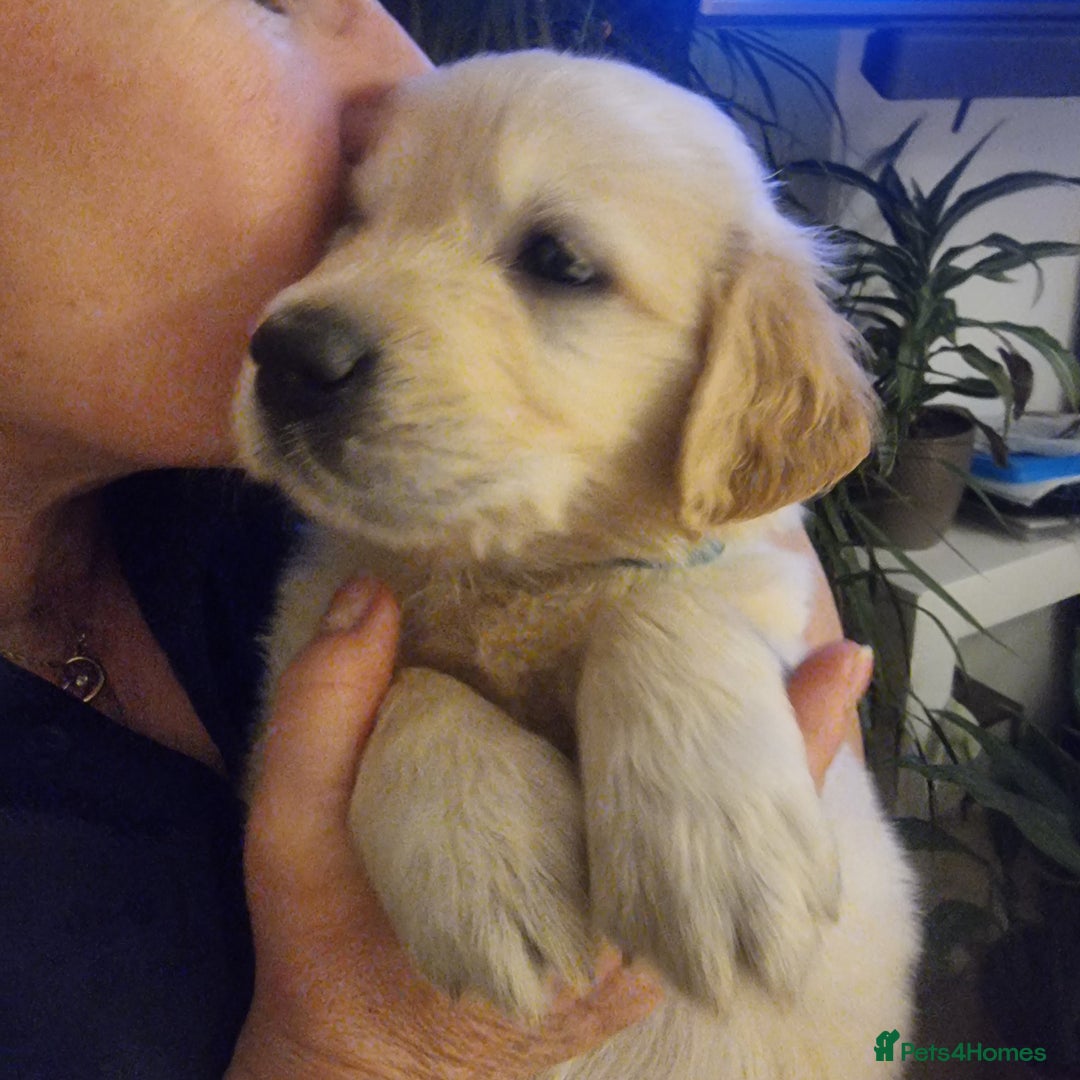 Golden Retriever dogs for sale: KC Reg Golden Retriever Puppies – Champion Lines  - Image 17