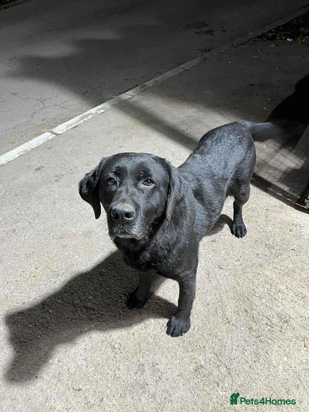 Labrador Retriever dogs for adoption: Aria! - Advert 2