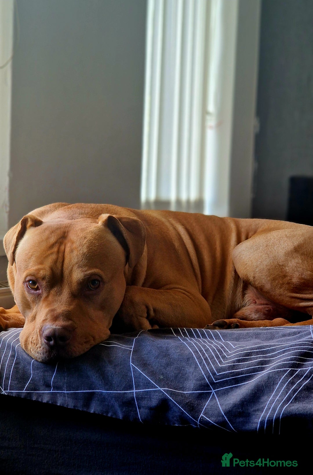 Mixed Breed dogs for sale: Loving Dog Looking for a Forever Home! - Advert 9