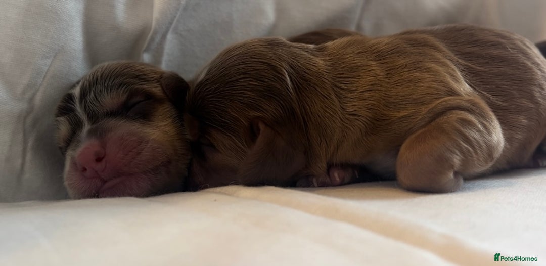 Cocker Spaniel dogs for sale: 🐶💕Newborn baby cockers💕🐶 - Image 9