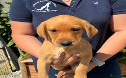 Labrador Retriever dogs for sale: Five ⭐️Council Registered Breeders litter of Labs - Image 7