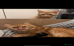 Persian cats for sale: Ginger boys 💚 - Image 11